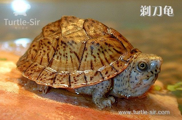 如何养出高品质巨头蛋龟,蛋龟之王窄桥蛋龟怎么养殖