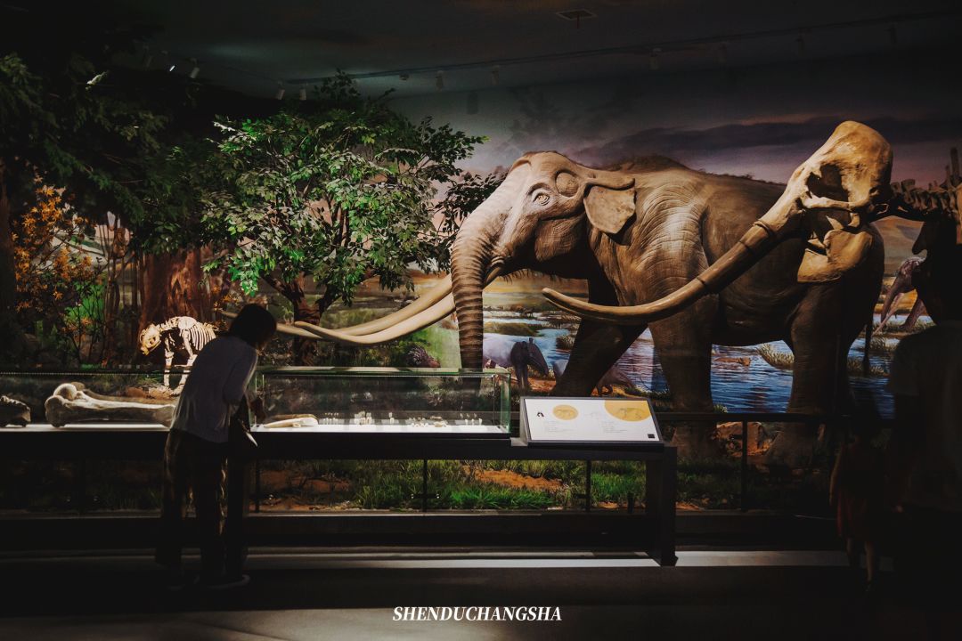 长沙秋季旅游景点推荐,长沙旅游攻略必玩的十大景点推荐
