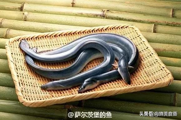 32种经典寿司做法视频,寿司常用的鱼