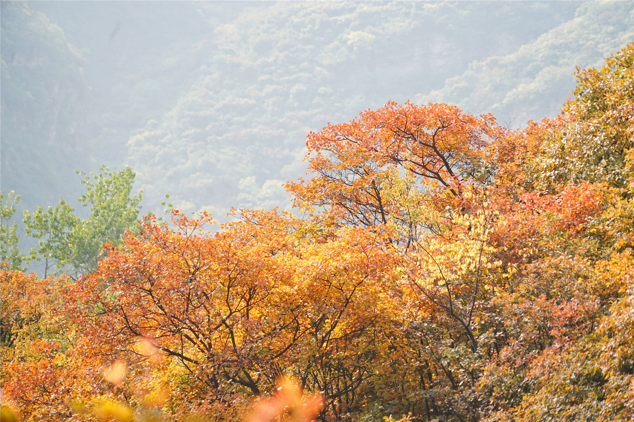 赏红叶最佳目的地,房山坡峰岭红叶最佳观赏