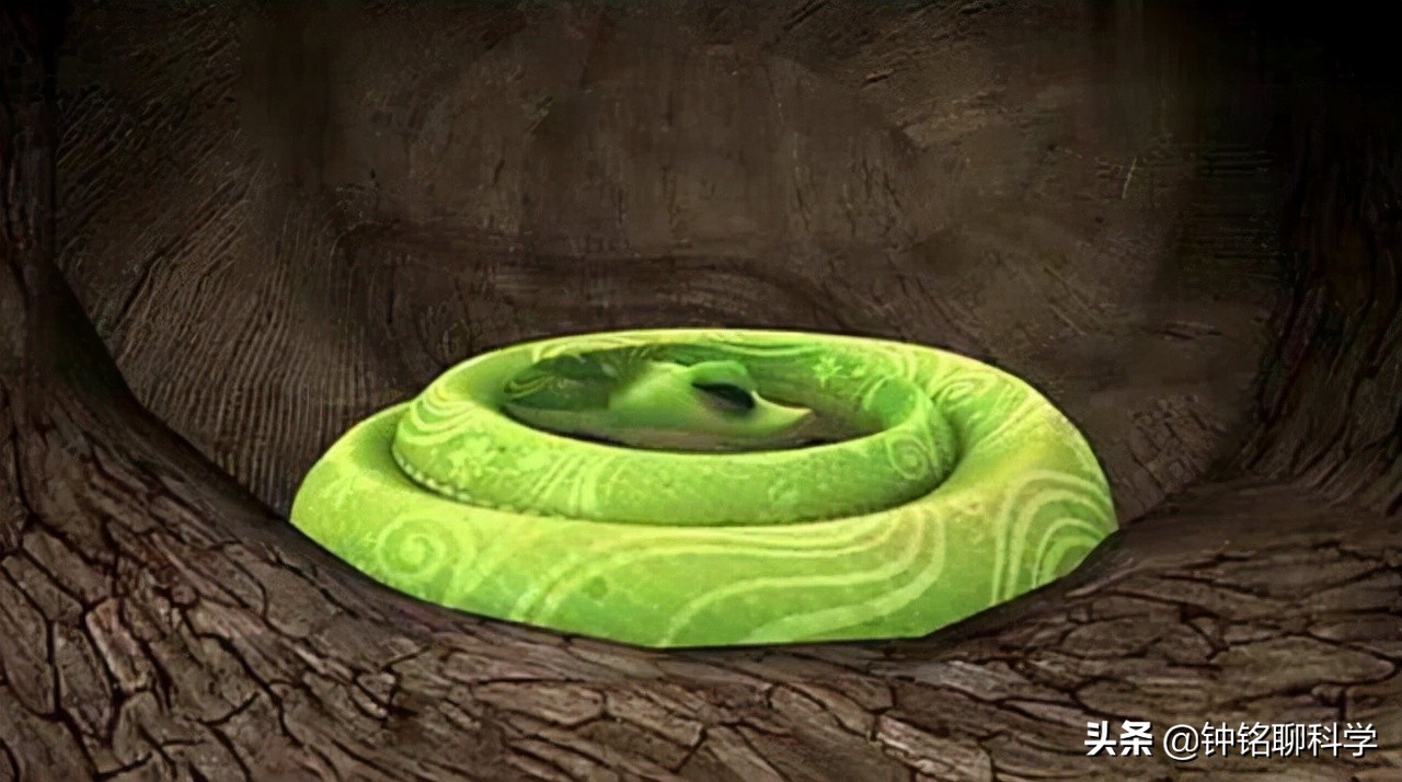 挖到蛇窝有什么预兆,挖到冬眠的蛇