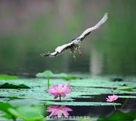 广州有荷花的地方,广州周边的荷花景点推荐