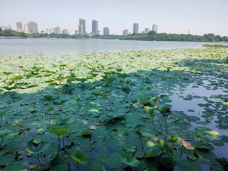曾作为禁地，与外界隔绝二百六十多年的“玄武湖”，今日锣鼓喧天