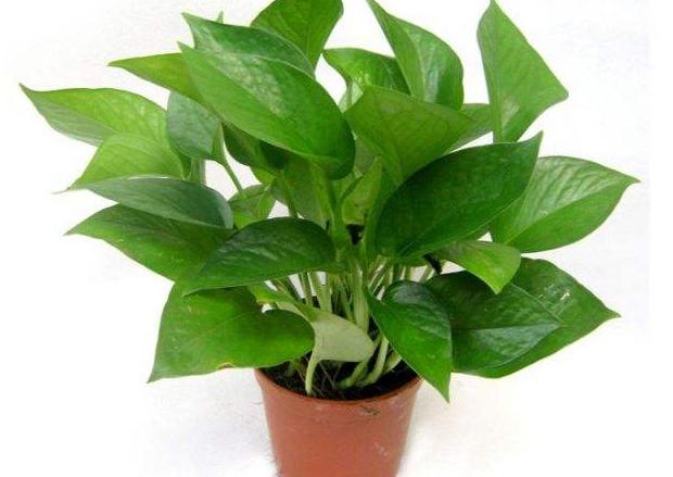 水培的绿萝如何正确转土培,水培绿萝可以直接种盆里吗