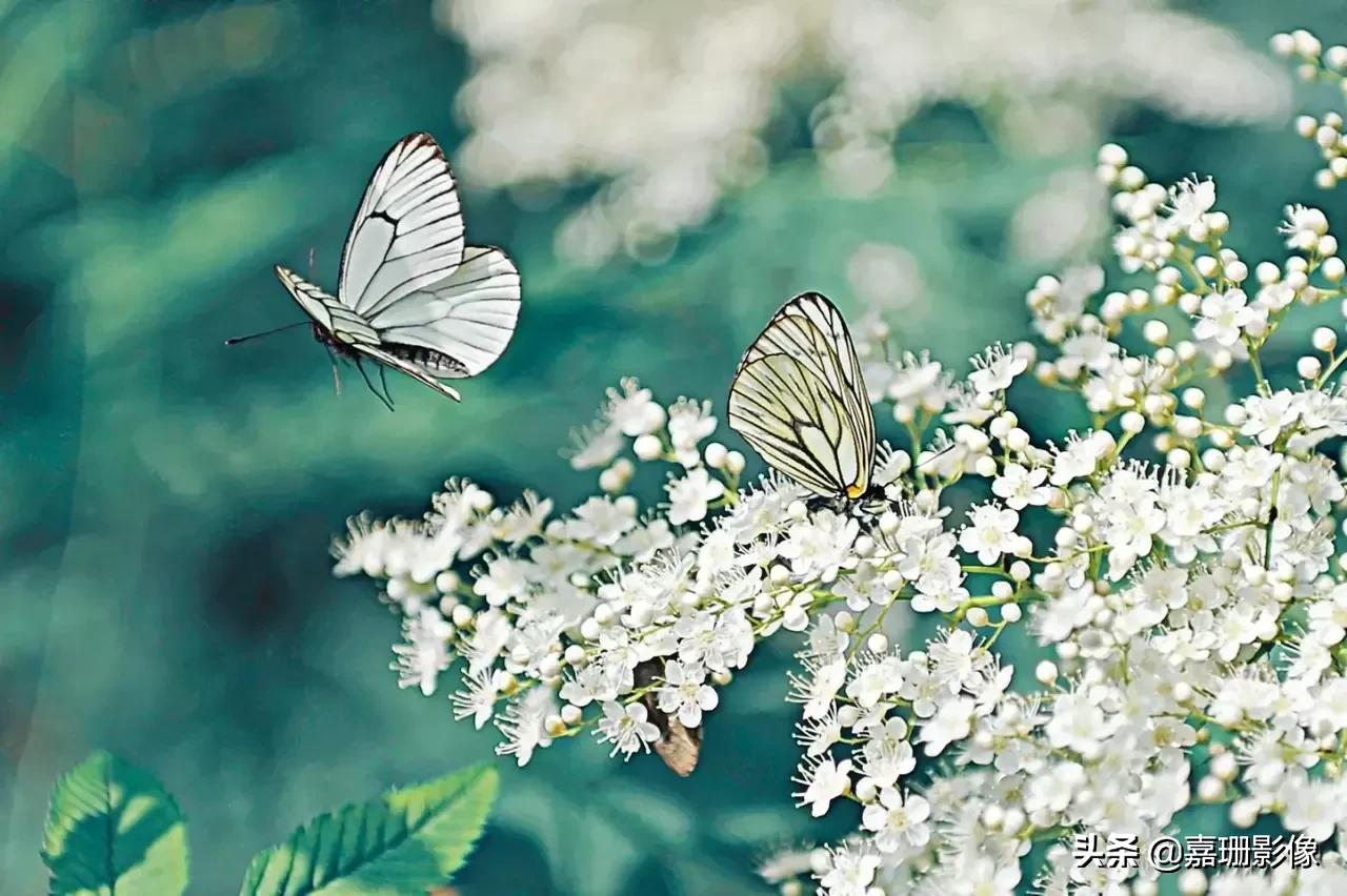 看看花容，听听花语2020年我镜头里的百种花卉