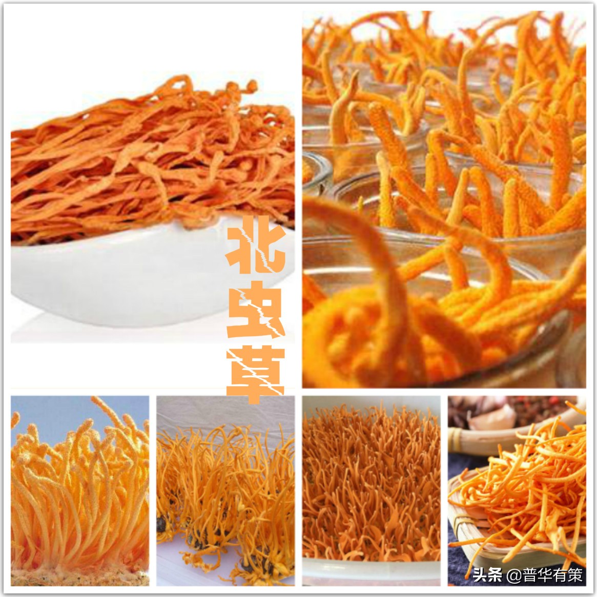 虫草市场容量的变化趋势及前景,北虫草市场前景分析图