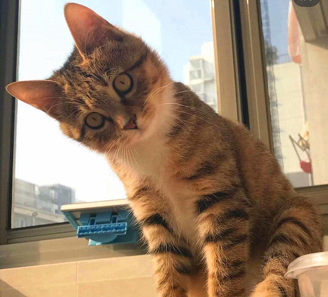 20块钱能买几只猫,20块钱买的猫