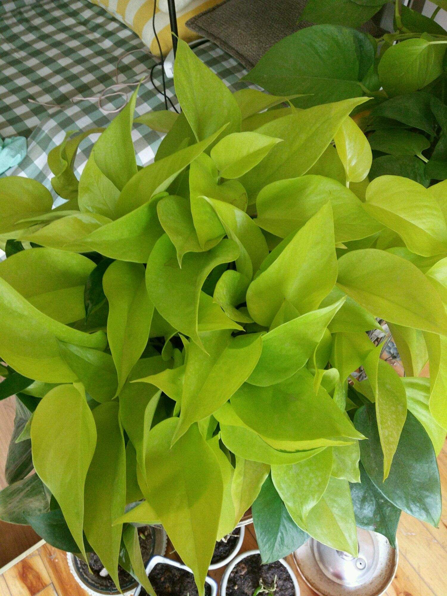 养殖绿萝为什么会黄叶子,绿萝出现黄叶怎么养