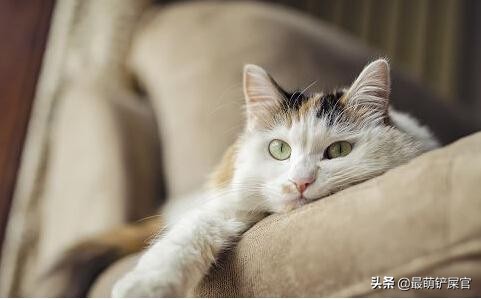 猫咪感觉鼻子不通气要不要吃药,猫咪鼻子有问题会出现什么症状