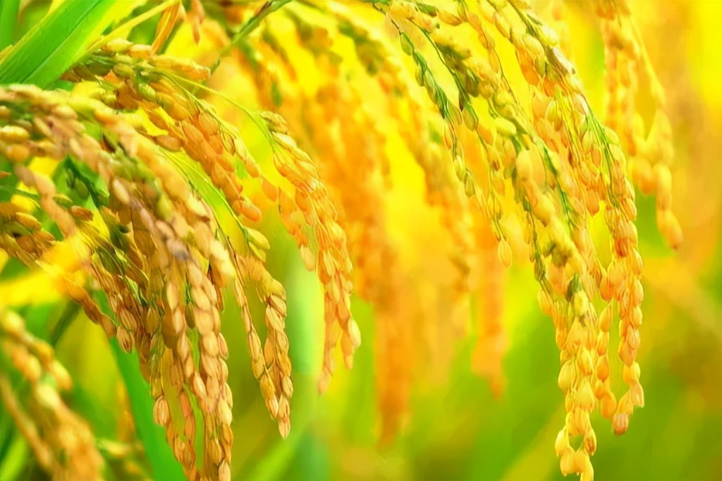 水稻过旺怎么办,水稻过旺