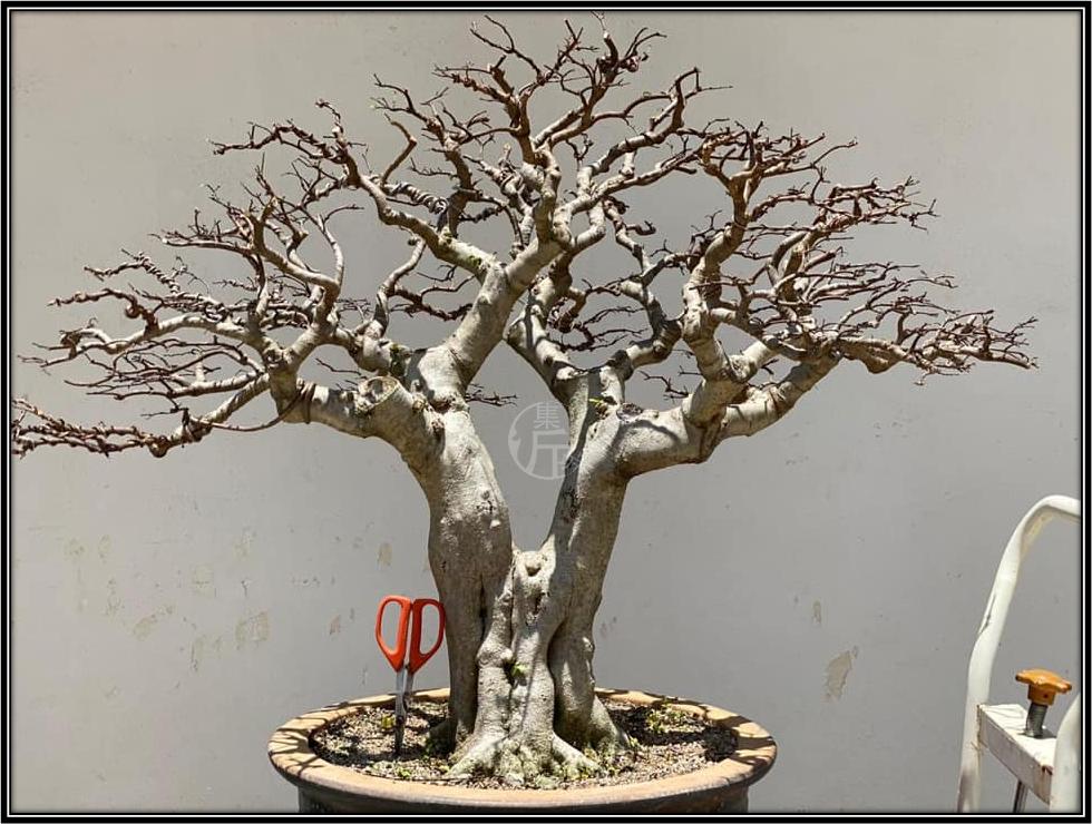 腊梅鸭脚木盆景图 (适合北方室内养的杂木类盆景)