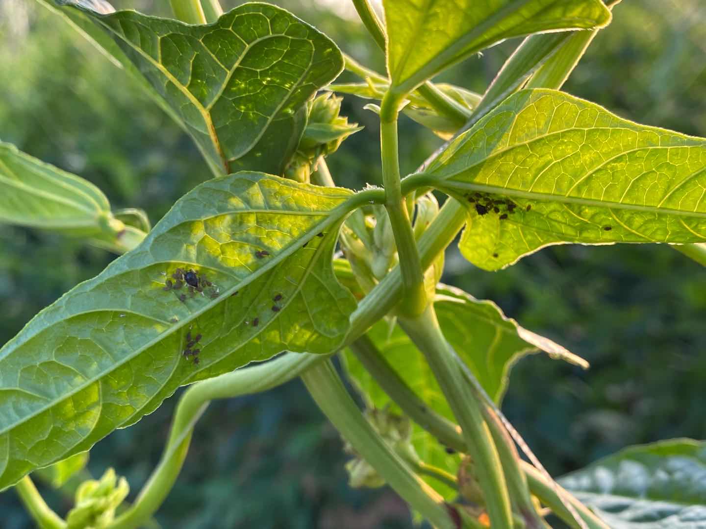 豇豆上有很多蚂蚁和蚜虫怎么除掉,豇豆上的蚜虫跟蚜虫是一个东西吗