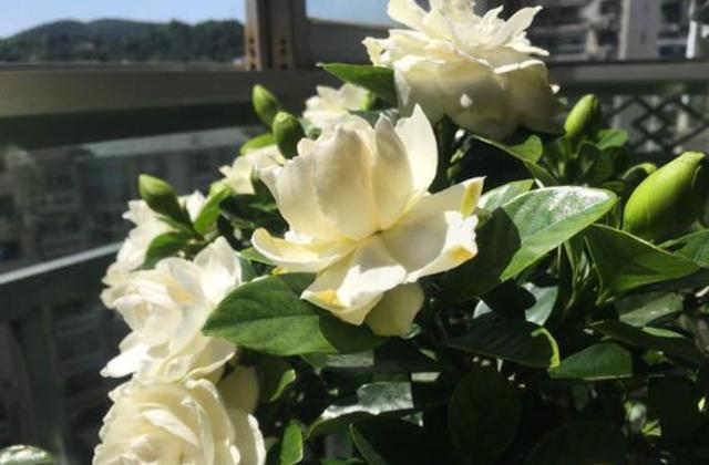 栀子花黄叶原因判断方法,栀子花从下面出现黄叶应怎样处理