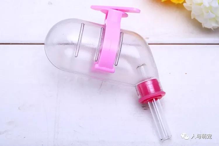 怎么饲养仓鼠要注意什么,饲养仓鼠的注意事项都有哪些