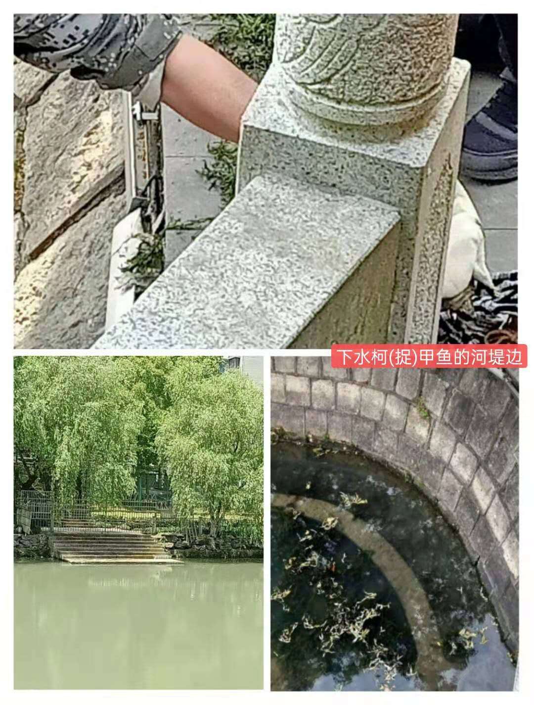 紫荊港源紫荊花紫荆港河穿八桥绿道两岸垂钓人双手活柯野生甲鱼