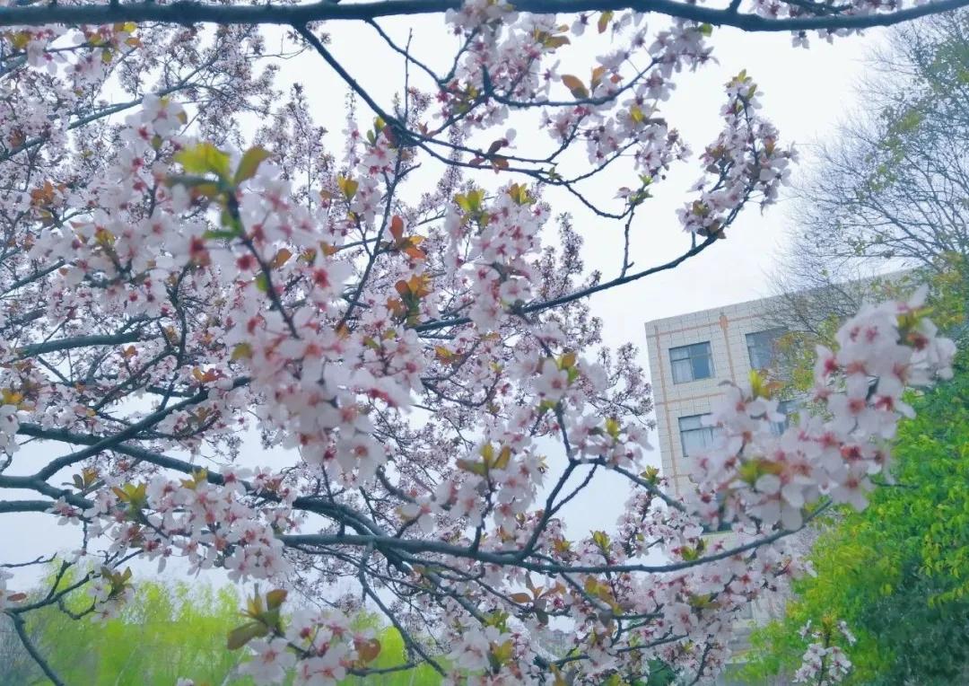 说一说周口师范学院,河南之最之周口师范学院
