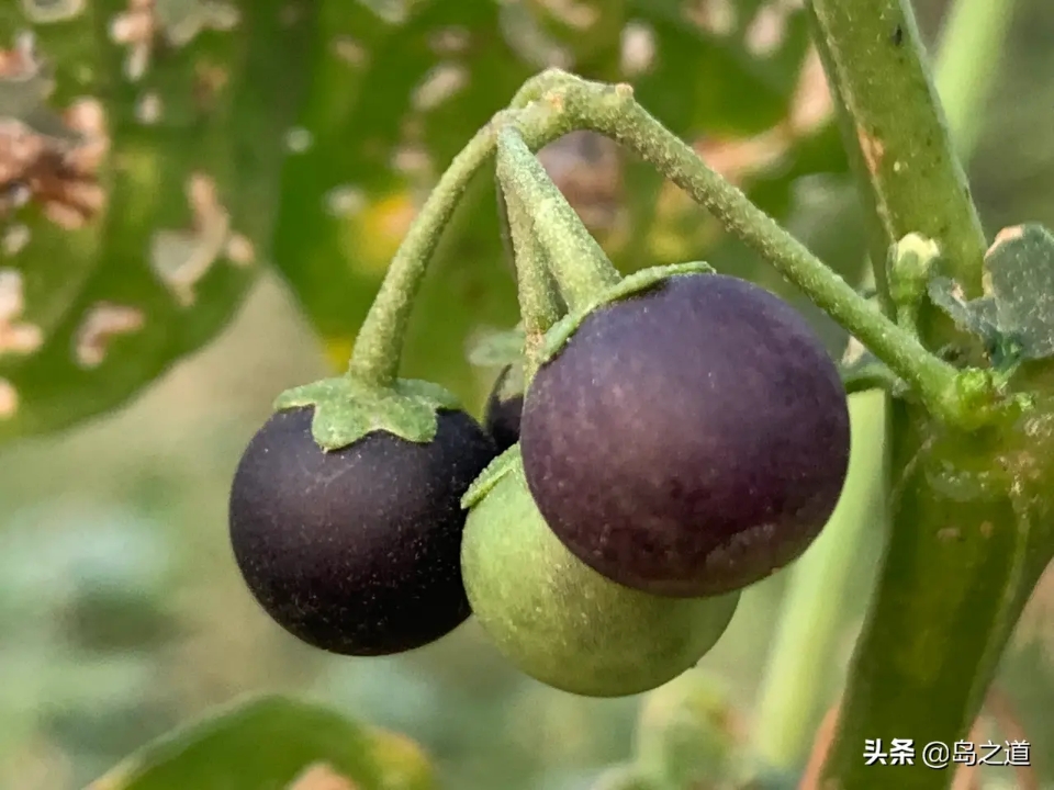 含12生肖的植物名,用十二生肖组成的植物名