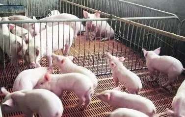 猪泪斑什么原因造成的,猪眼有泪斑是怎么回事