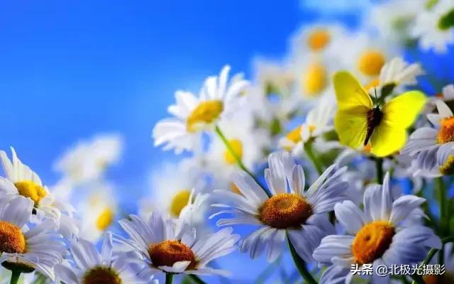 拍夜景鸟的正确方法,拍摄鸟类摄影欣赏