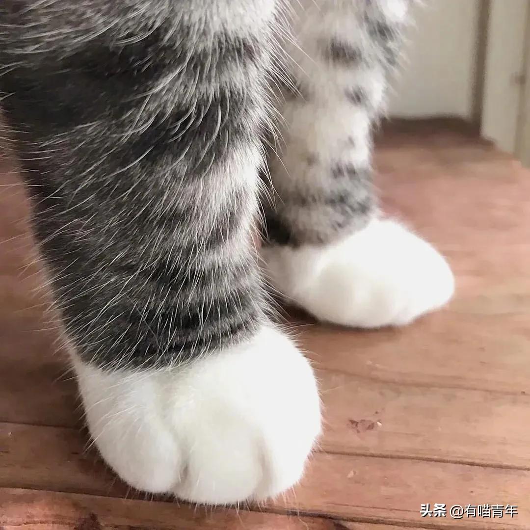 千万别惹俄罗斯猫，真实吓尿了