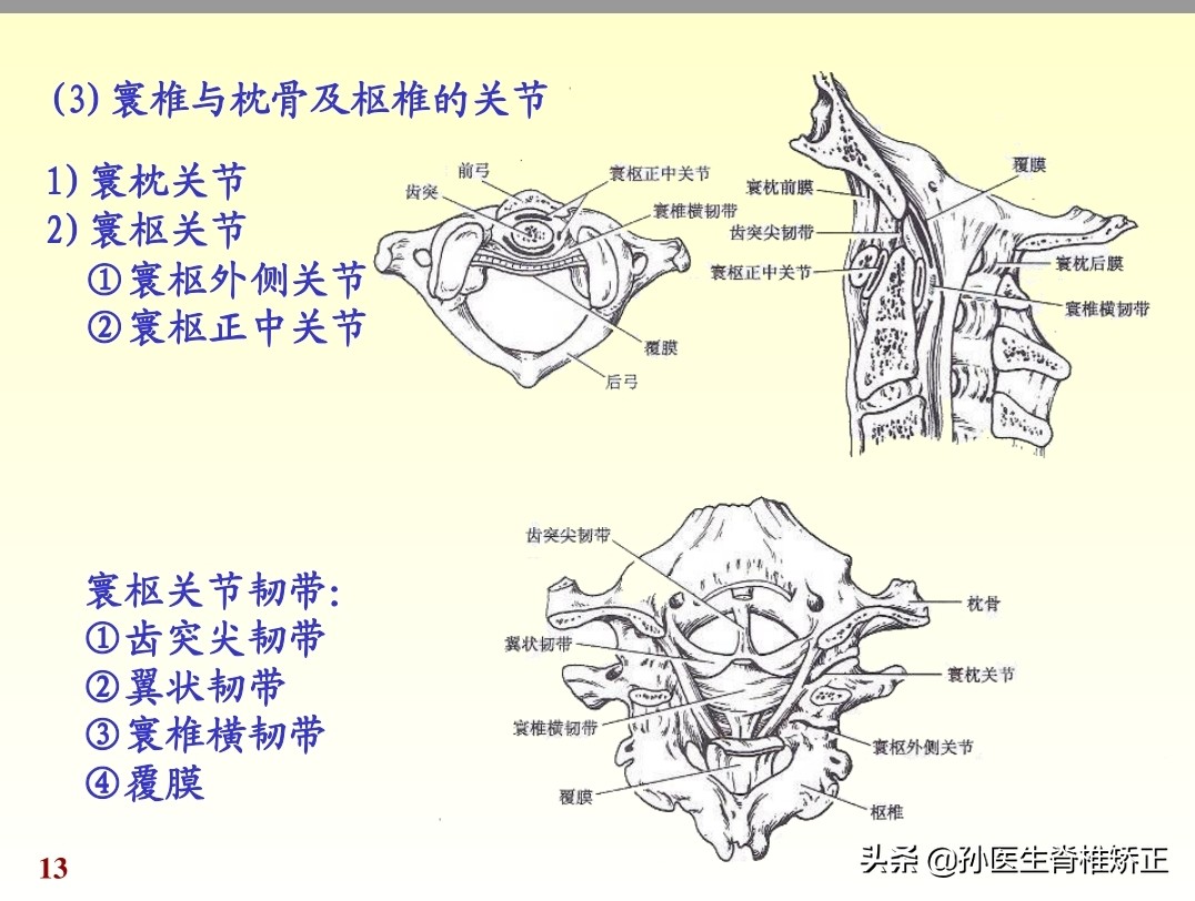 人体解剖学课件ppt,人体解剖学关节学