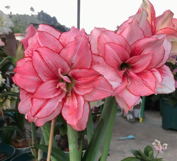 养朱顶红什么时候能用骨粉,养朱顶红能用纯营养土吗