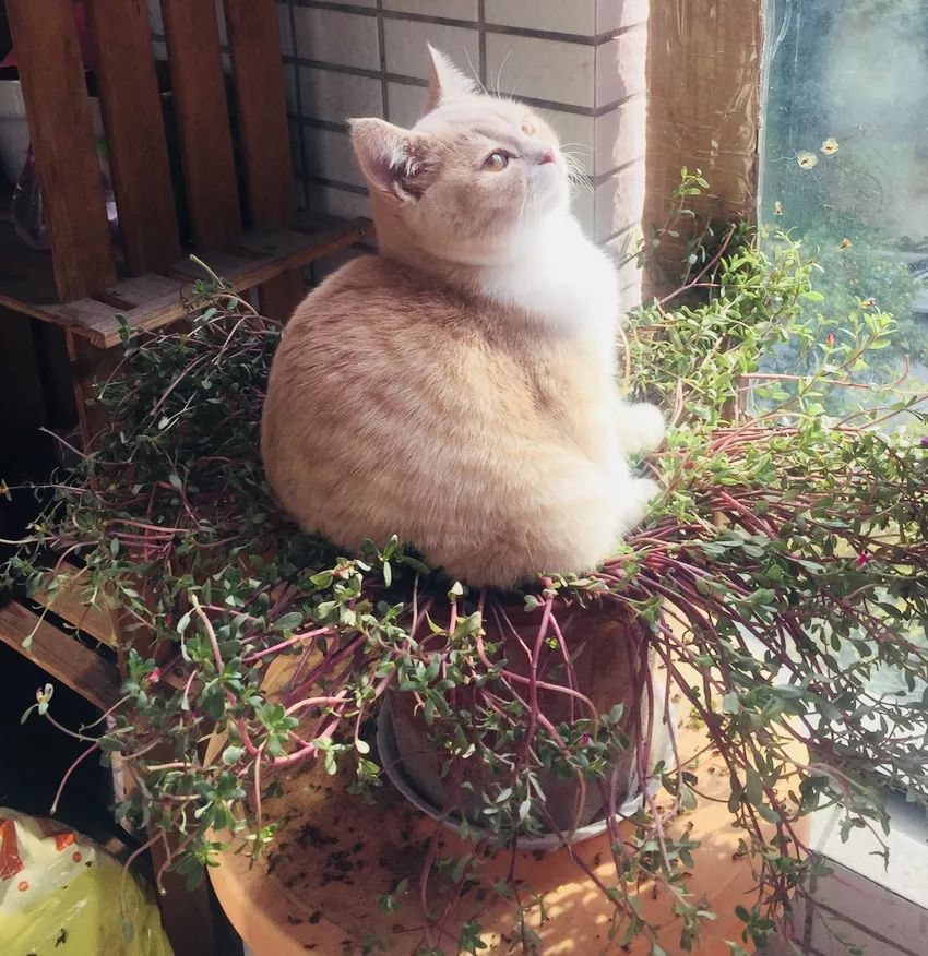 美白效果超好的素颜霜,最保湿美白的素颜霜