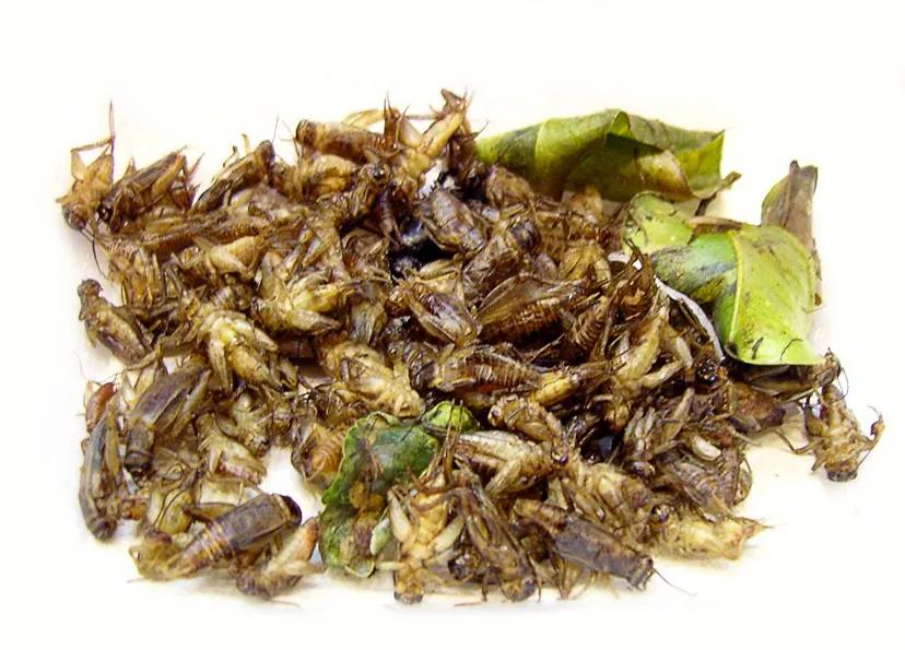 那些年我们吃过的苦,那些年我们吃过的山珍海味