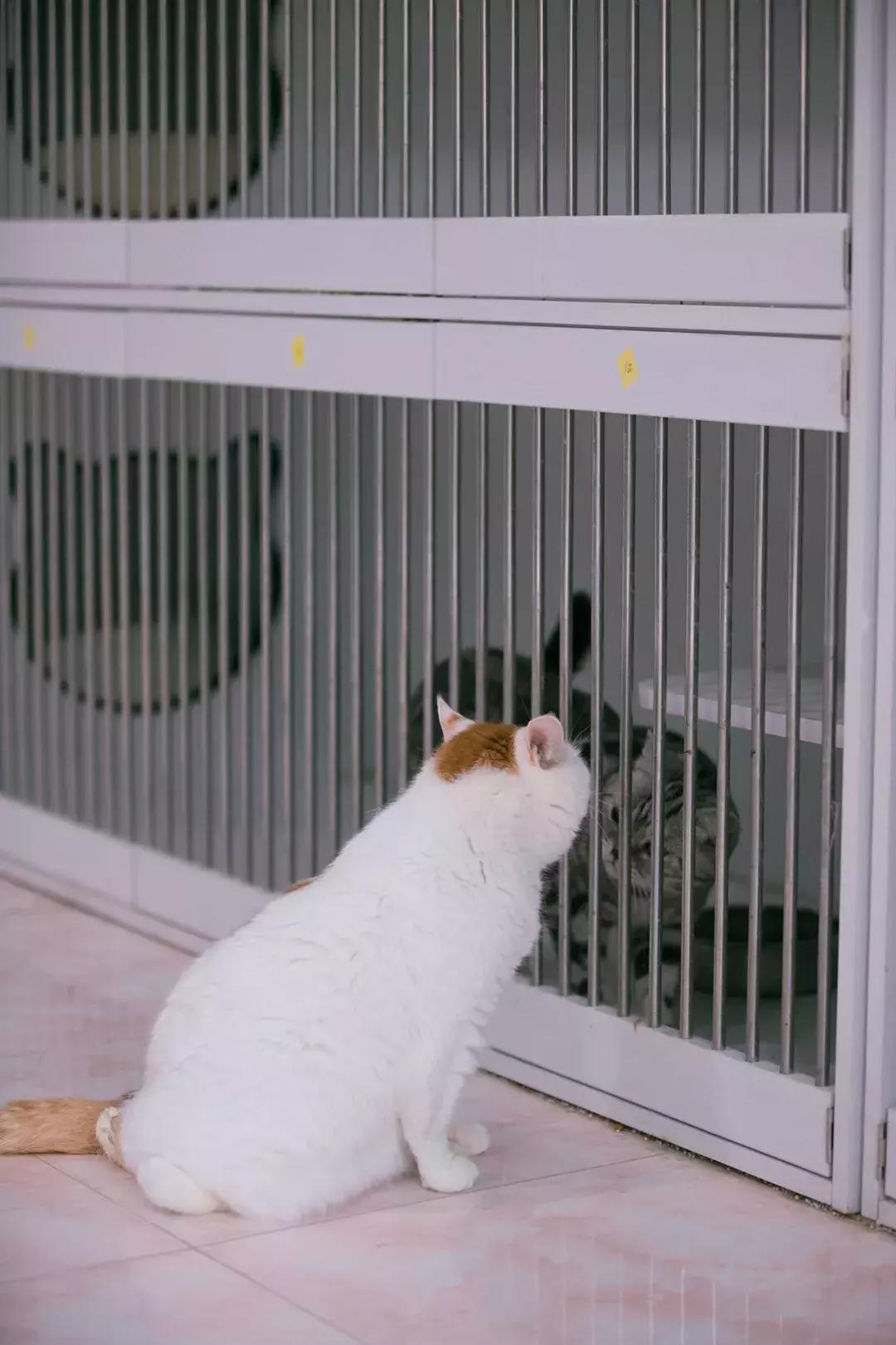 猫猫后腿瘫痪能自愈吗,猫猫后腿突然瘫痪了