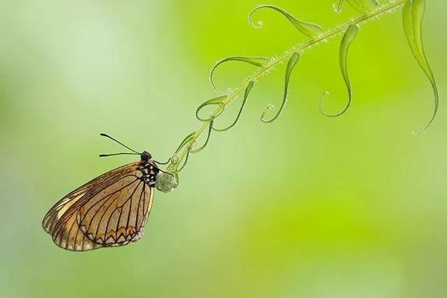 构图中的线条运用,五种线条构图方法