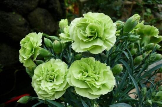 盆栽的康乃馨浇水怎么浇最好,康乃馨盆栽浇水技巧