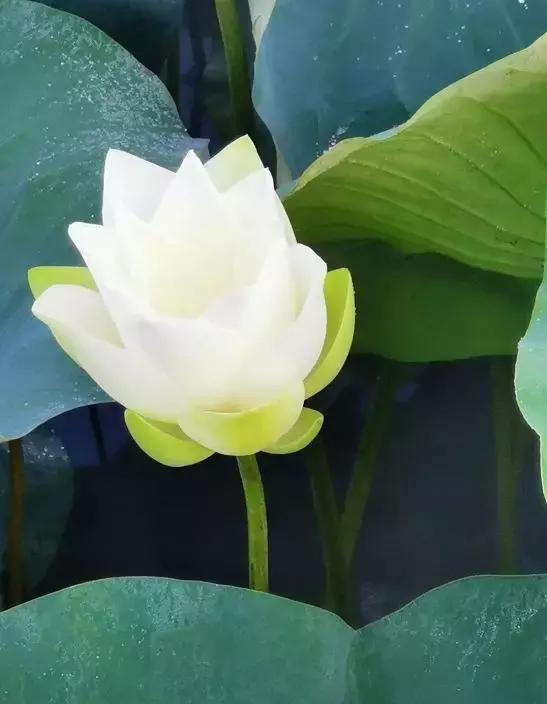 小楼周刊,2021小楼周刊