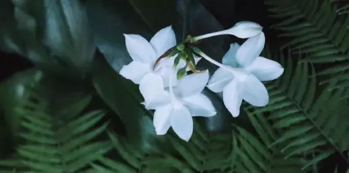一日慎独则心安日日精进,日日精进人生