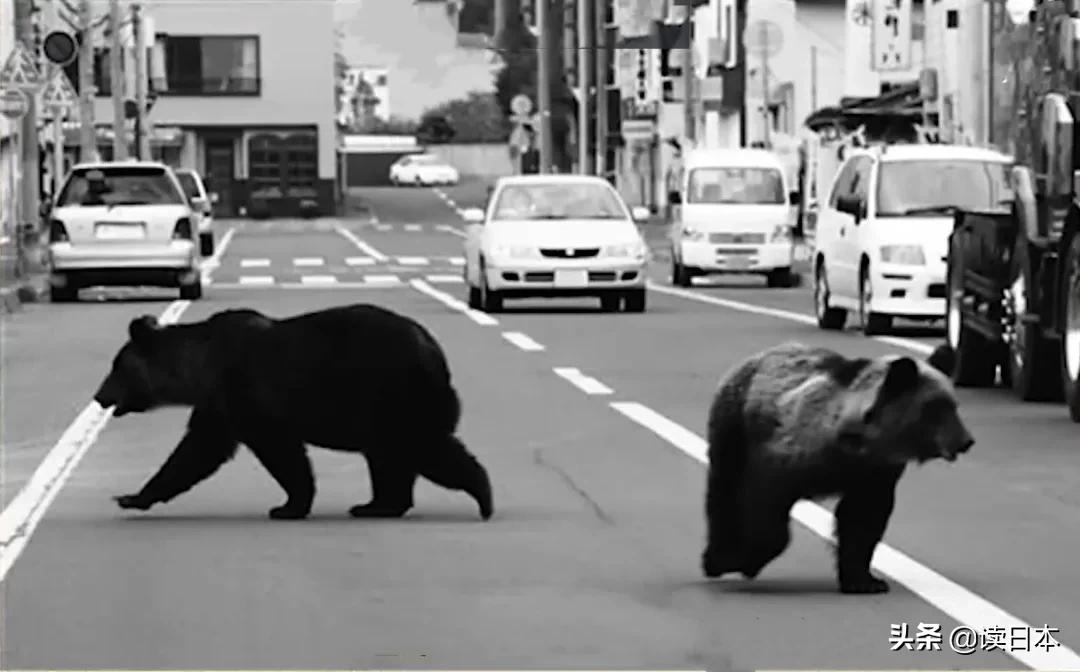 日本熊吃人事件地点,17年日本熊吃人事件