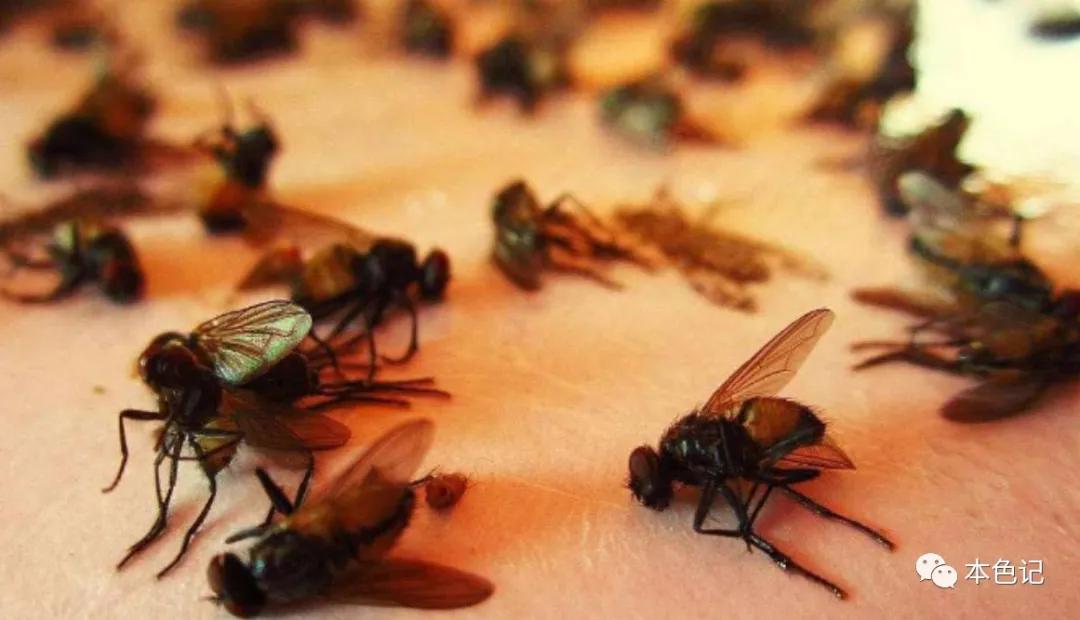 浴室里的小苍蝇,厕所里的苍蝇