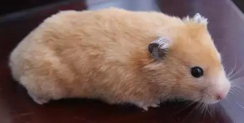 仓鼠的种类及图片大全,加卡利亚仓鼠和叙利亚仓鼠