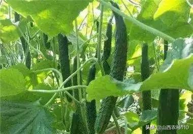 戊唑醇防治黄瓜什么病害,山东黄瓜的病害及防治措施