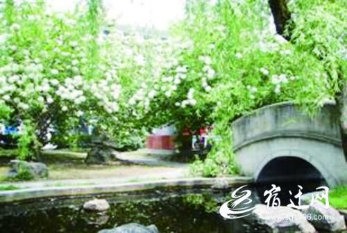 我的照片里有棵树这是一棵有故事的树