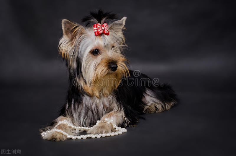 约克夏感冒了喂什么药,约克夏感冒了鼻子湿湿的吃什么药