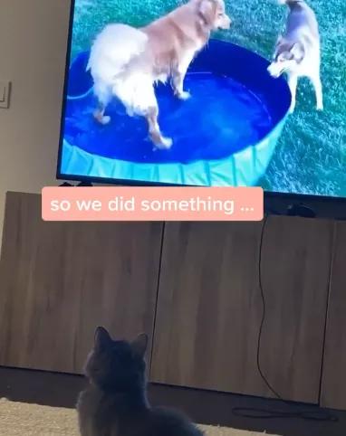 猫咪对金毛狗狗情有独钟，主人干脆买一只回来，这是什么神仙剧情