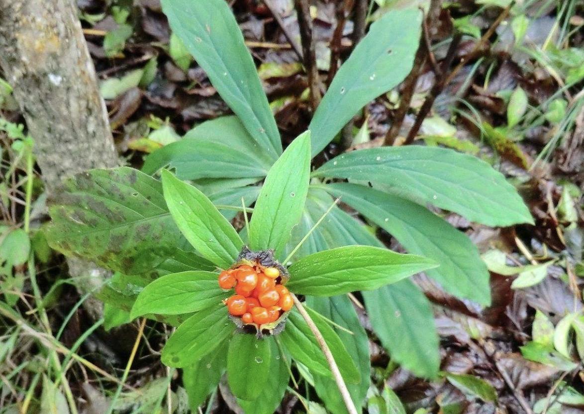 1种“杂草”花朵奇特，人称“七叶一枝花”，1公斤“900元”