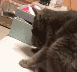 怎么照顾生完小猫的妈妈,怎么照顾刚生产的猫妈妈和小猫咪