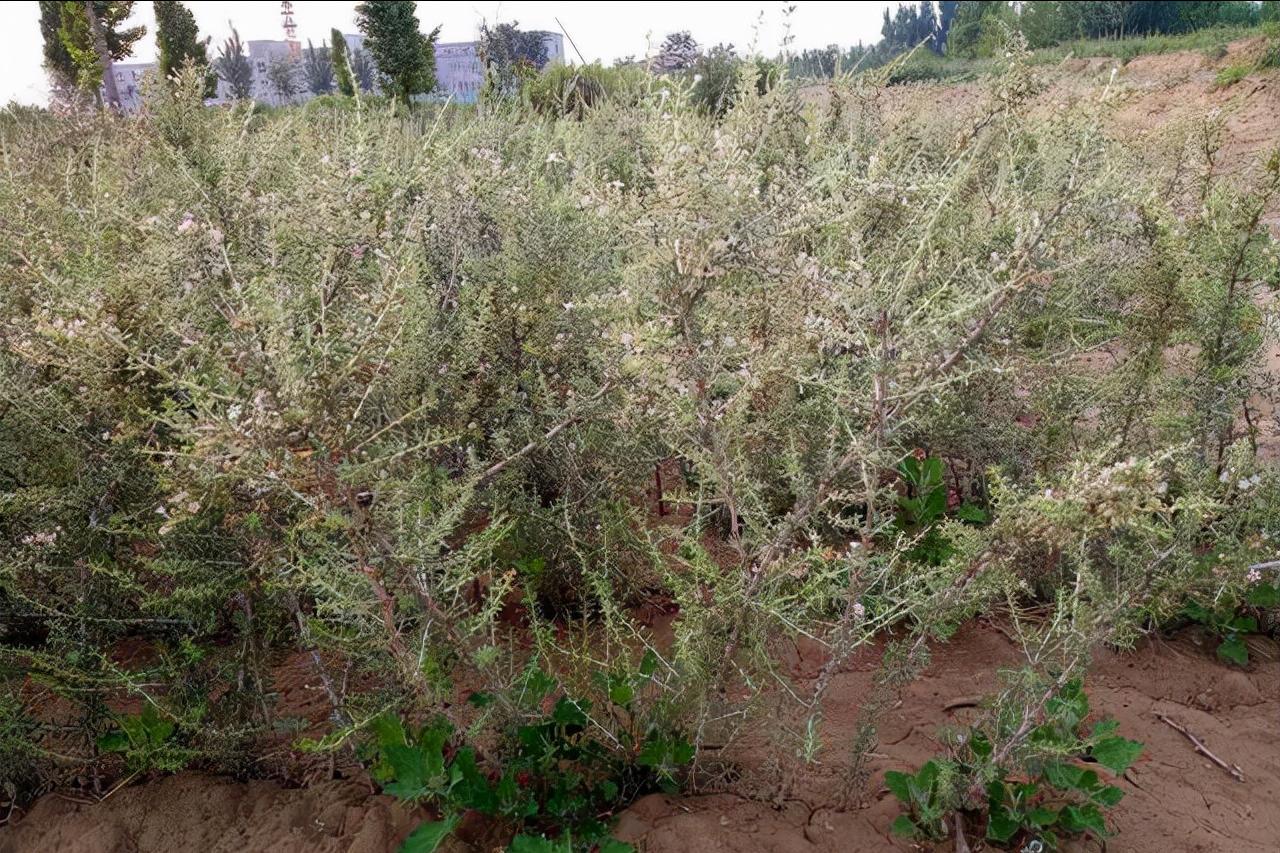 软黄金种植技术和收入,农村小伙种植黄金果年均收入50万