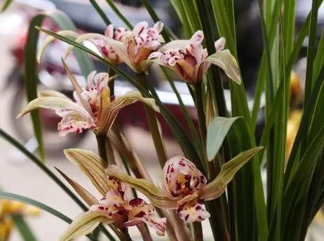 夏天跟兰花有关的诗句,春日兰花开放的诗句