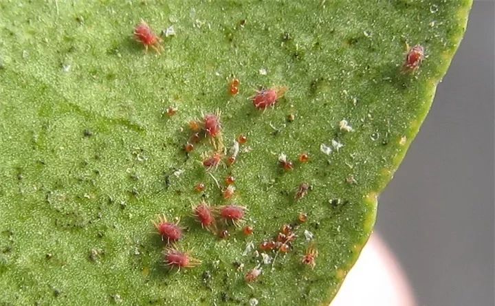 养花的虫害分类及防治,养花如何预防虫害视频教程