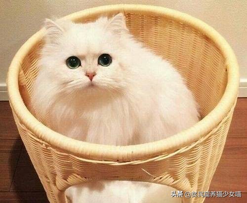 耳螨能彻底治愈是什么样子的,耳螨有自愈的可能吗