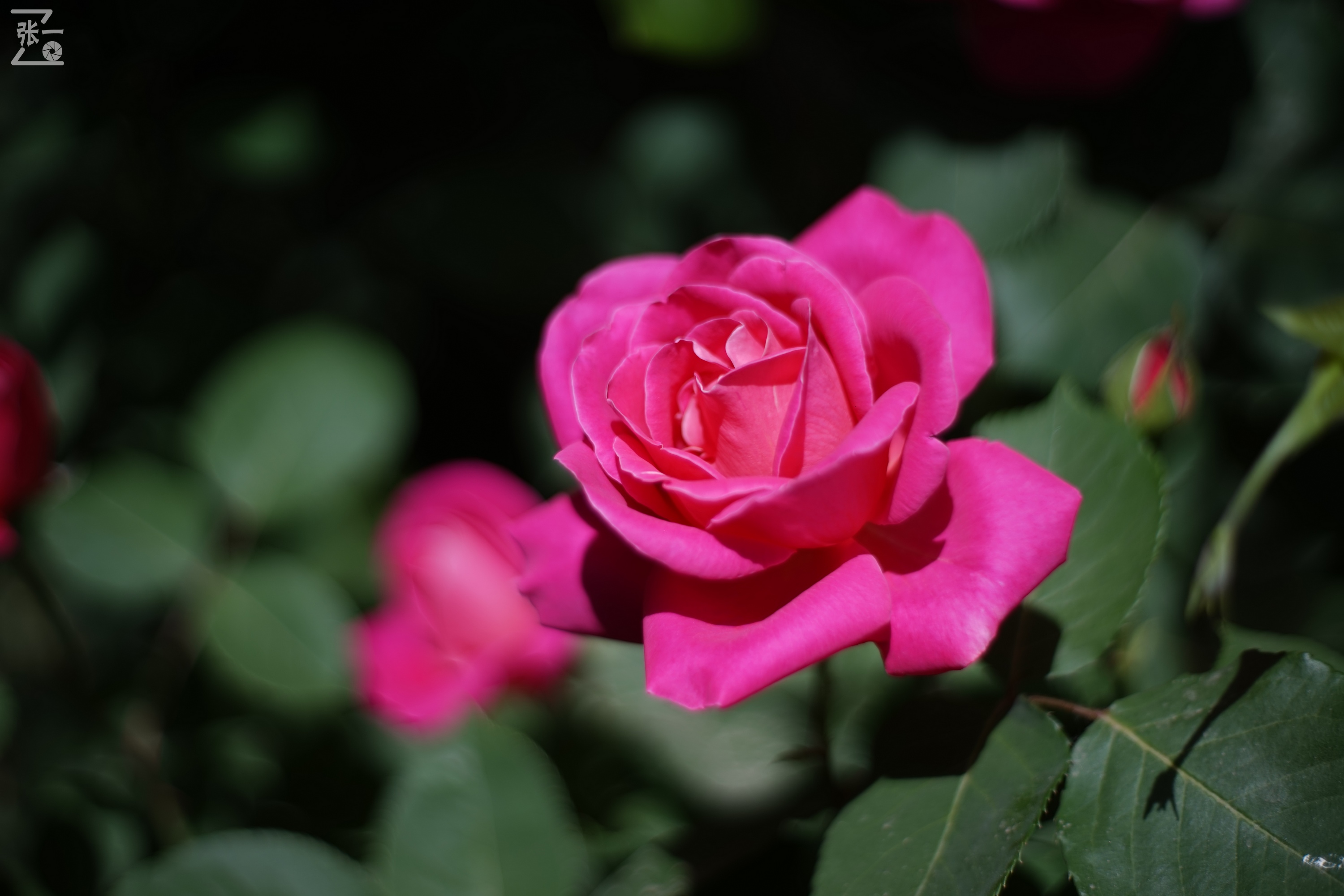 凤凰国产50mm镜头,凤凰索尼e口镜头