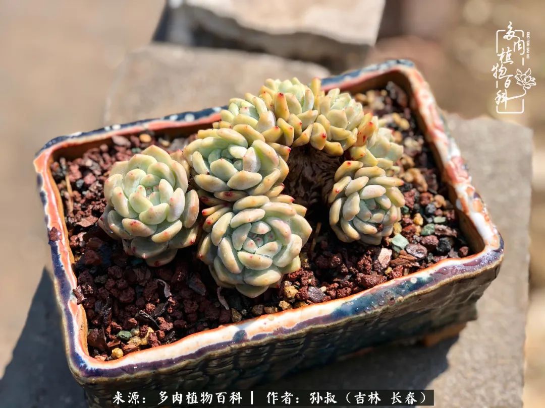 与多肉一起成长,与多肉相伴