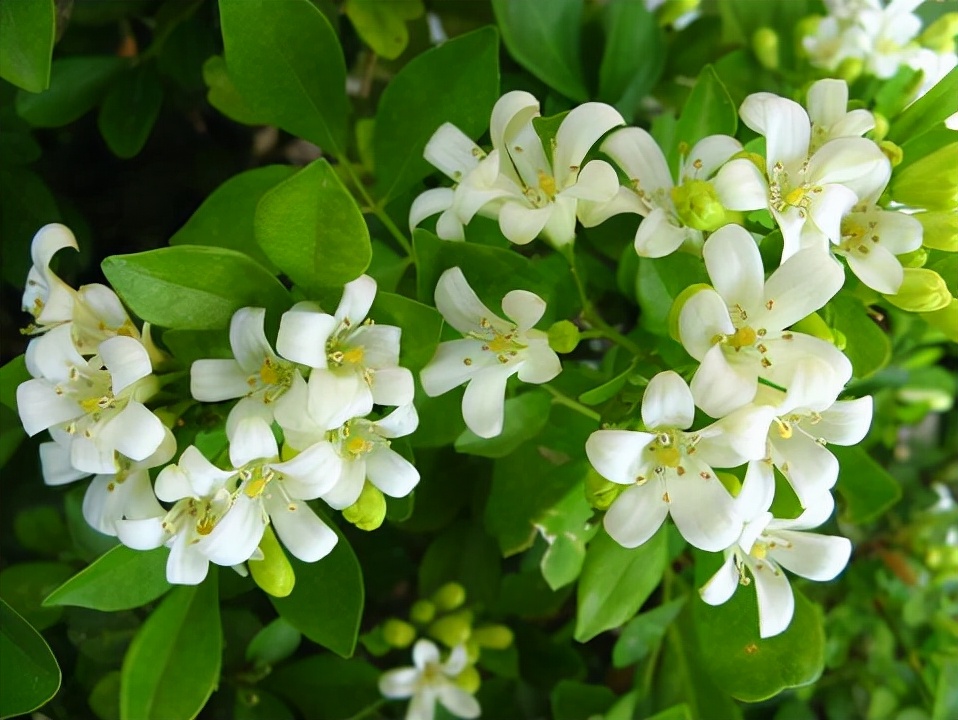 周杰伦唱得“七里香”竟然是指鸡屁股？