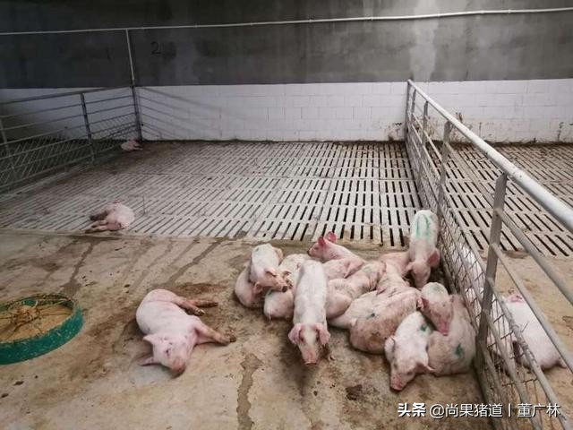 漏缝地板养猪,全漏粪板猪舍的优缺点